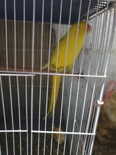 yellow ringneck female