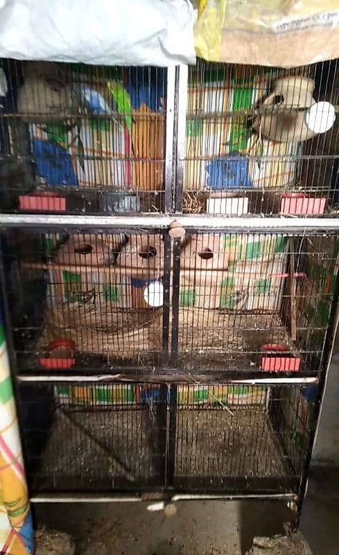 6 portion cage with 1 Australian breeder pair. 0