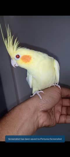 hand tame cockatiel