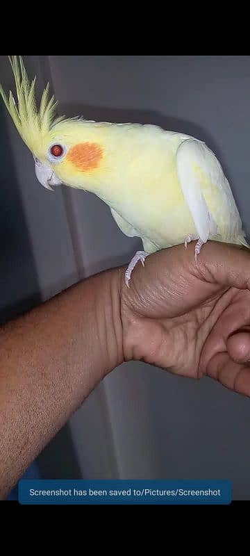 hand tame cockatiel 1