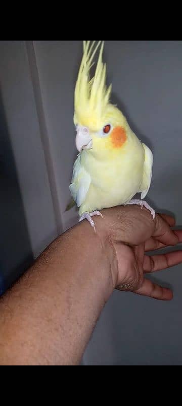 hand tame cockatiel 2