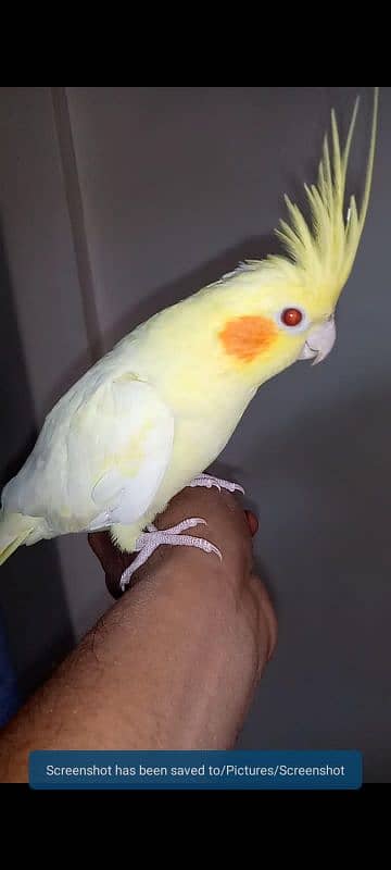 hand tame cockatiel 4