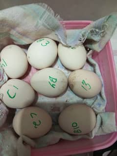 Hira aseel eggs