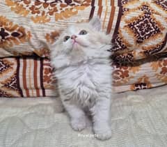 Supreme Quality Persian Kitten