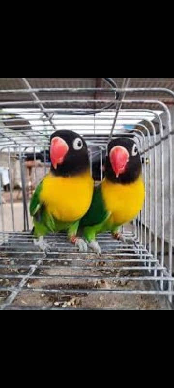 All love birds motation available 3