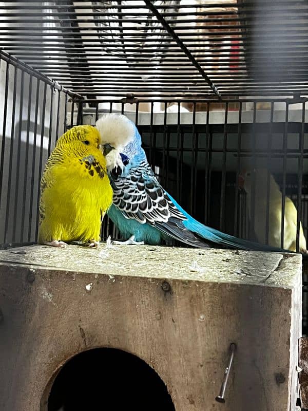 All love birds motation available 5