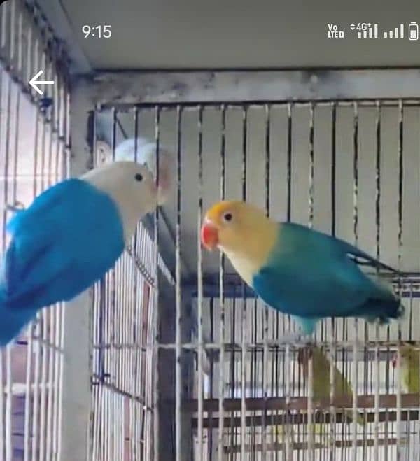 All love birds motation available 7