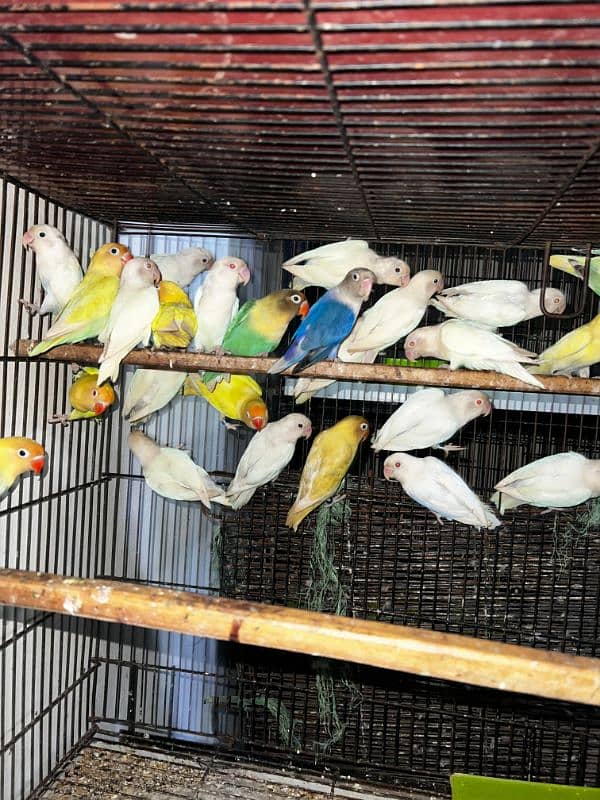 All love birds motation available 15