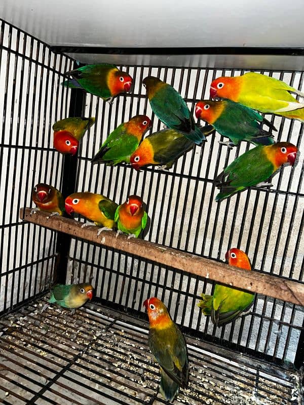 All love birds motation available 16