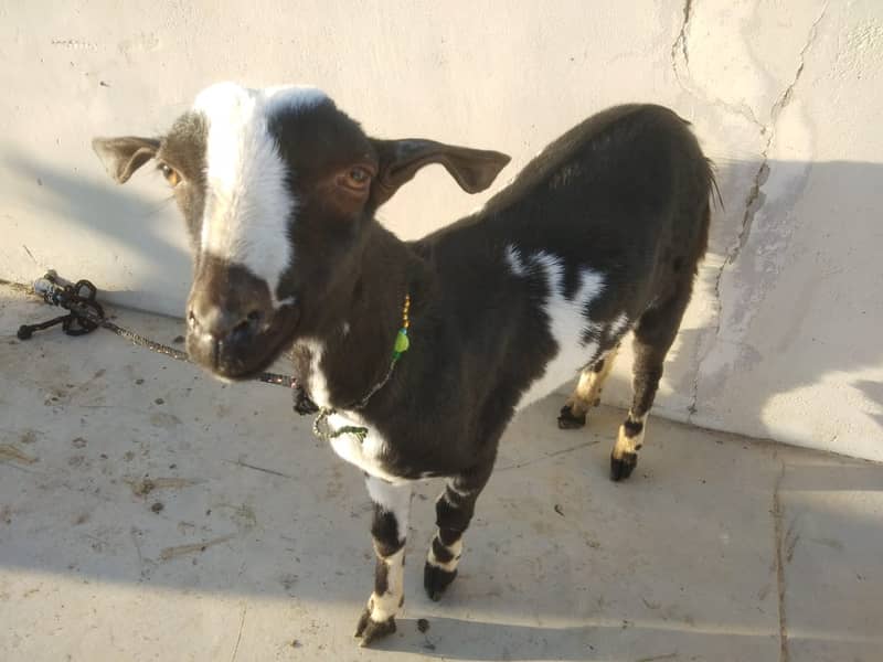 Teddy Goat Males 2