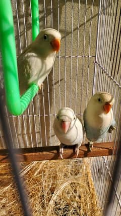 Albino Black eye Love birds