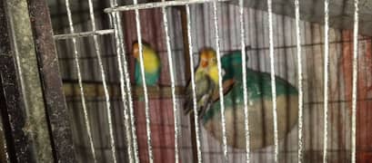 Urgent Sale Lovebirds