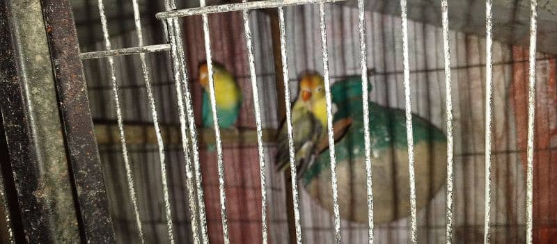 Urgent Sale Lovebirds 0