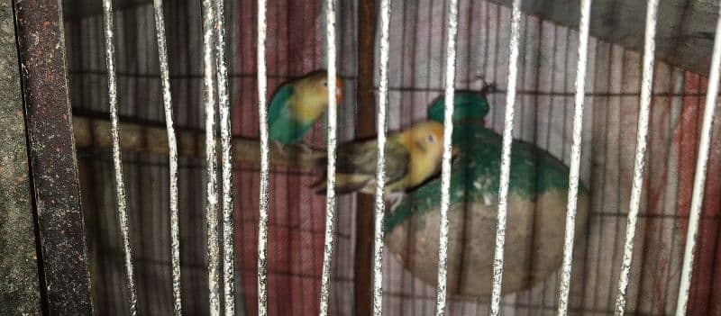 Urgent Sale Lovebirds 1