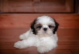 Shihtzu puppy available male female