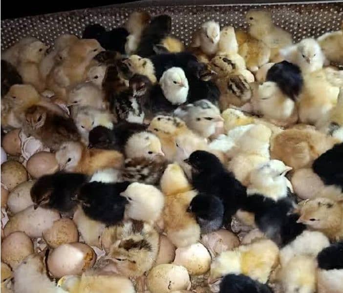 chicks available w/N 03270071900 0