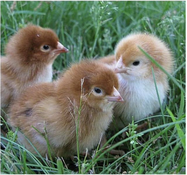 chicks available w/N 03270071900 1