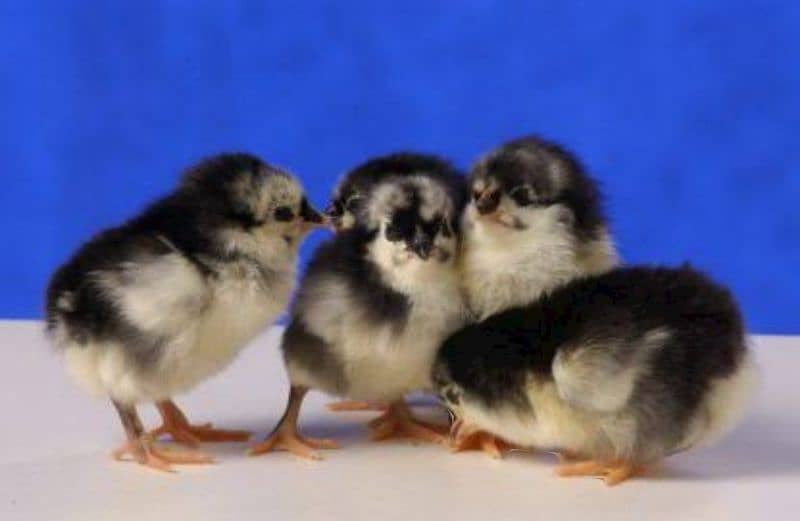 chicks available w/N 03270071900 2