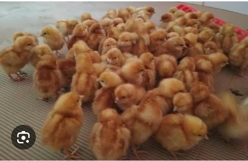 chicks available w/N 03270071900 3