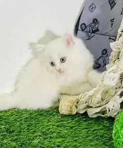 Persian Cat for sale my WhatsApp number 03238950275