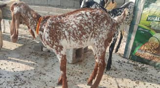 5 original goats for sale - بکریاں 5 - 4 پٹھ اور 1 بڑی بکری