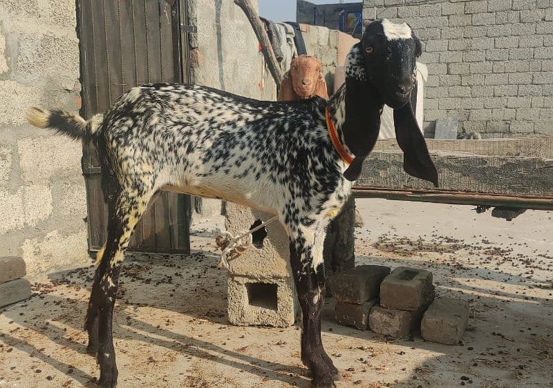 5 original goats for sale - بکریاں 5 - 4 پٹھ اور 1 بڑی بکری 1