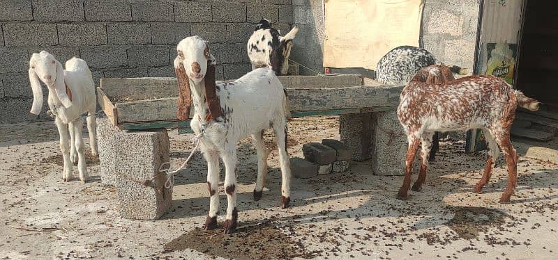 5 original goats for sale - بکریاں 5 - 4 پٹھ اور 1 بڑی بکری 2