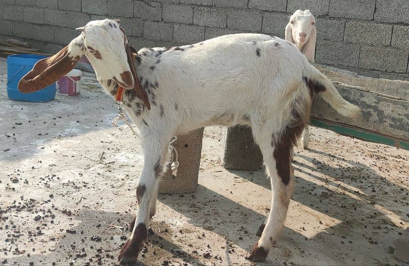 5 original goats for sale - بکریاں 5 - 4 پٹھ اور 1 بڑی بکری 3