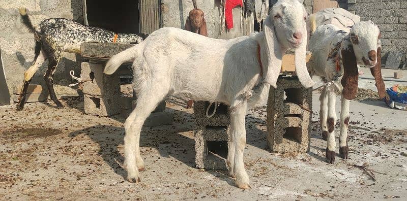 5 original goats for sale - بکریاں 5 - 4 پٹھ اور 1 بڑی بکری 4