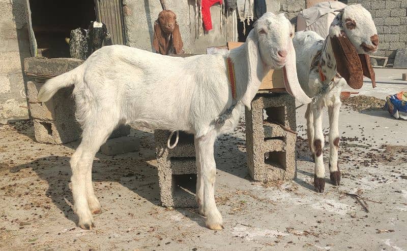 5 original goats for sale - بکریاں 5 - 4 پٹھ اور 1 بڑی بکری 5