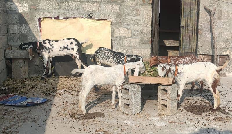 5 original goats for sale - بکریاں 5 - 4 پٹھ اور 1 بڑی بکری 6