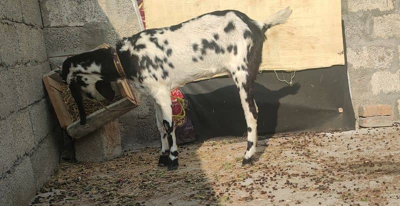 5 original goats for sale - بکریاں 5 - 4 پٹھ اور 1 بڑی بکری 7