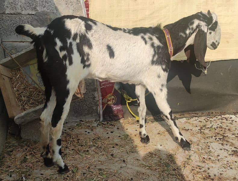 5 original goats for sale - بکریاں 5 - 4 پٹھ اور 1 بڑی بکری 8