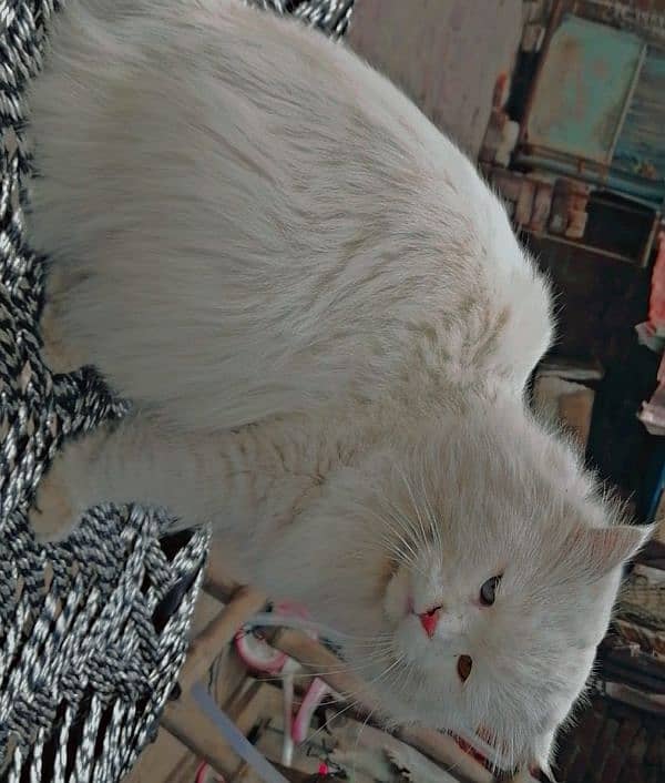 persian cats and kittens for sale wtsapp (0307 /710 /92 /69) 3