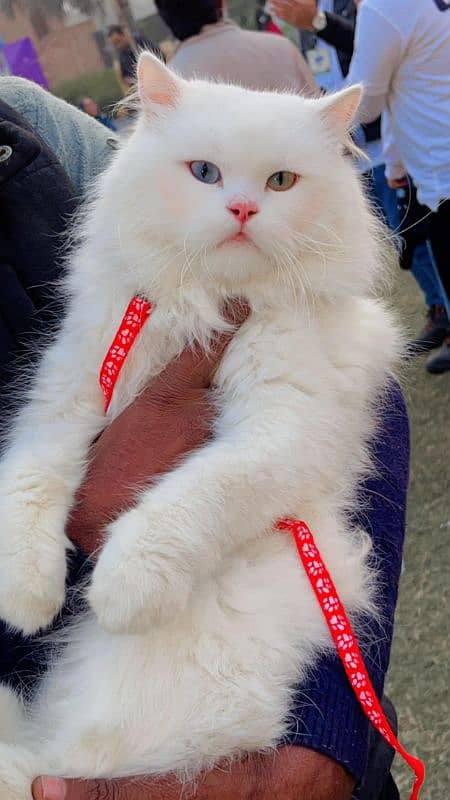 persian cats and kittens for sale wtsapp (0307 /710 /92 /69) 5