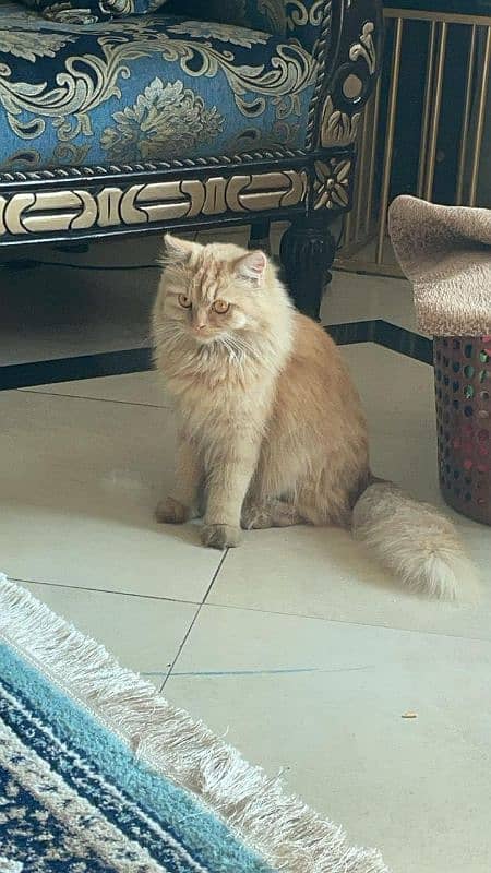 persian cats and kittens for sale wtsapp (0307 /710 /92 /69) 6