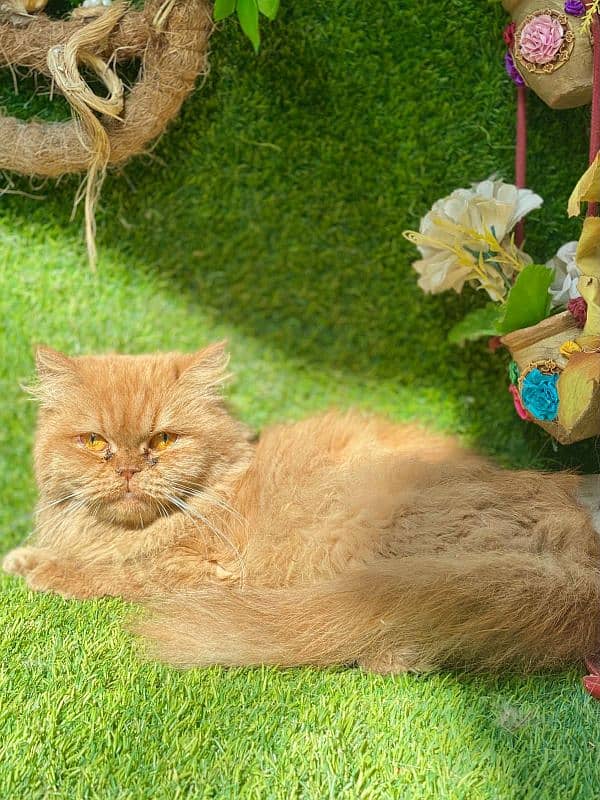 persian cats and kittens for sale wtsapp (0307 /710 /92 /69) 10