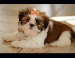 Shihtzu available puppies male female