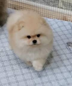 Pomeranian(miniature