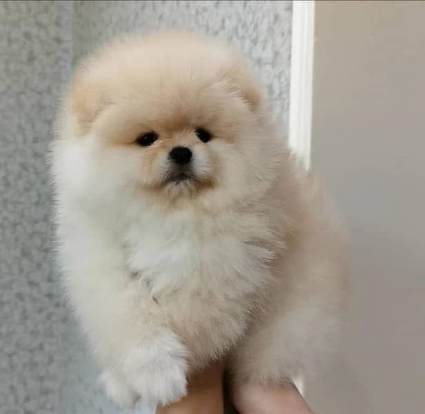 Pomeranian(miniature ) imported pup 1