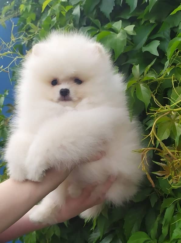 Pomeranian(miniature ) imported pup 2