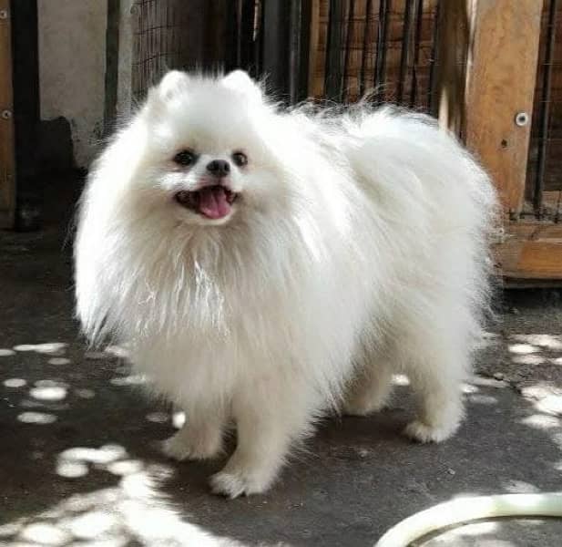 Pomeranian(miniature ) imported pup 4