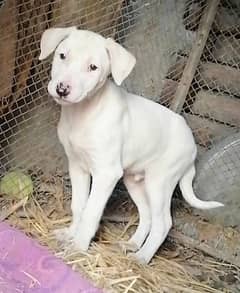 pure gultair male puppy for sale