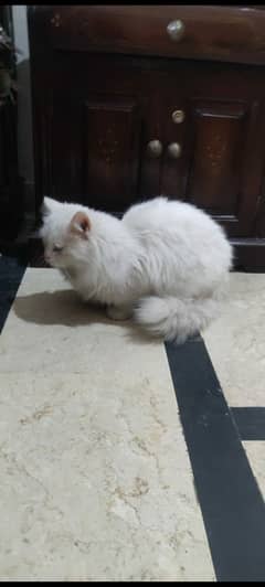 11 Moths Old Persian Male Cat odd Eyes | White Persian Male Cat