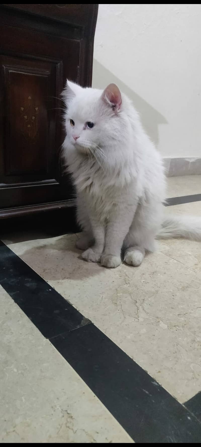 11 Moths Old Persian Male Cat odd Eyes | White Persian Male Cat 2