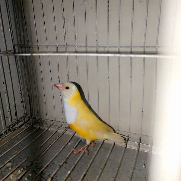 Gouldian Finch/ Benglize Finch 0