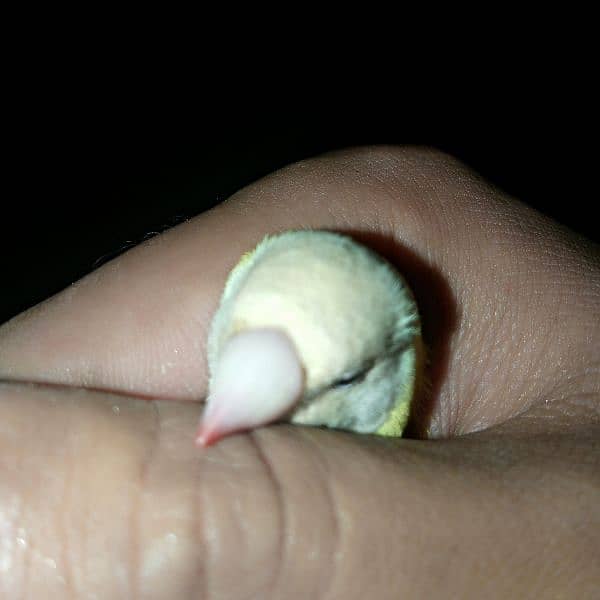 Gouldian Finch/ Benglize Finch 1