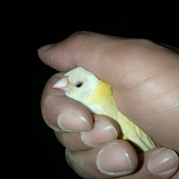 Gouldian Finch/ Benglize Finch 12