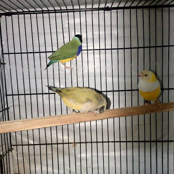 Gouldian Finch/ Benglize Finch 14