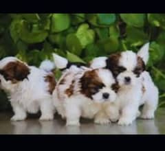 Shihtzu puppy available male female